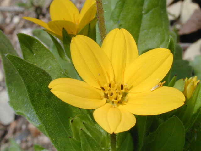 Lindheimera texana (Texas yellowstar) #12884