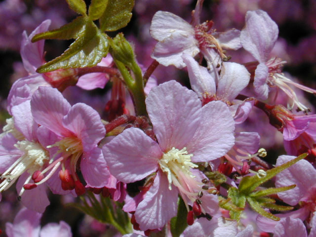 Ungnadia speciosa (Mexican buckeye) #12885