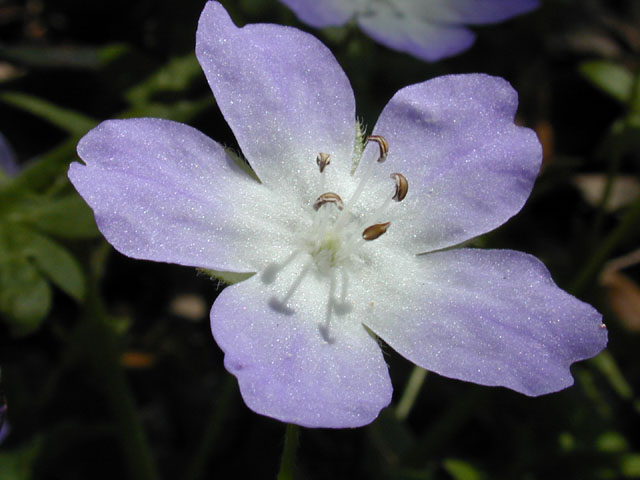 Nemophila phacelioides (Texas baby blue eyes) #12890