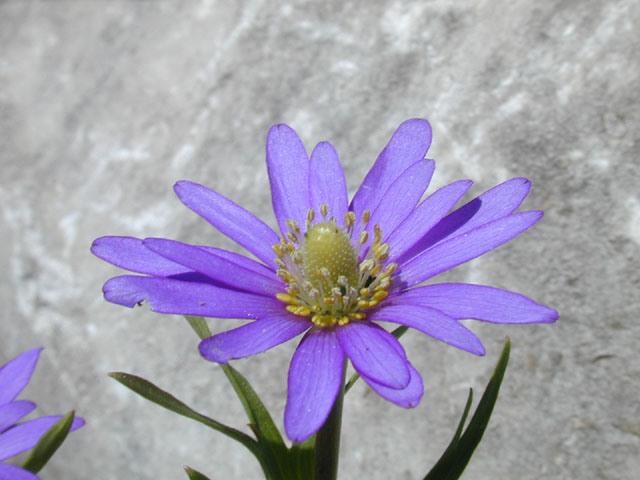 Anemone berlandieri (Tenpetal anemone) #12893