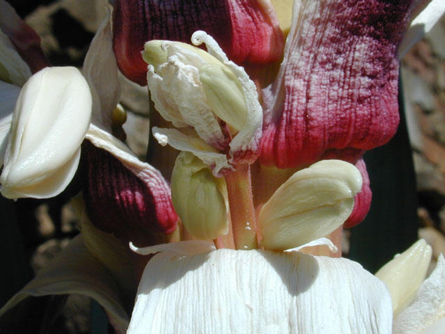 Yucca treculeana (Spanish dagger) #12932