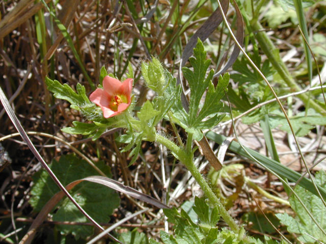 Modiola caroliniana (Carolina bristlemallow) #12950