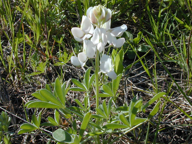 Lupinus texensis (Texas bluebonnet) #12951