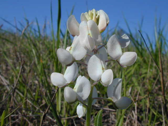 Lupinus texensis (Texas bluebonnet) #12954