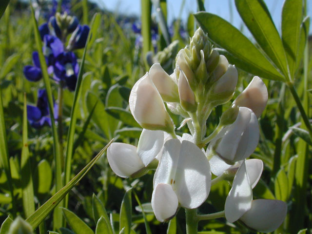 Lupinus texensis (Texas bluebonnet) #12957