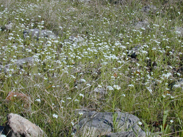 Valerianella amarella (Hairy cornsalad) #12969