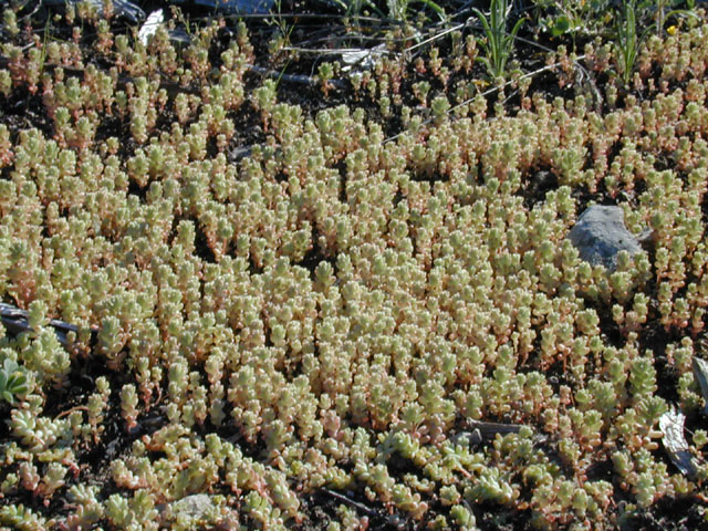 Sedum nuttallianum (Yellow stonecrop) #12970