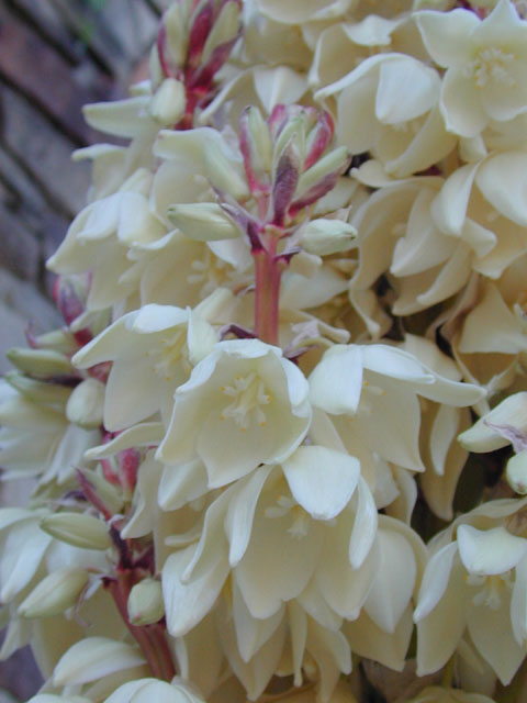 Yucca treculeana (Spanish dagger) #13000