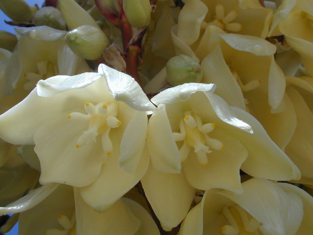 Yucca treculeana (Spanish dagger) #13034