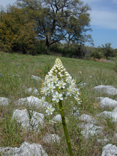 Zigadenus nuttallii (Nuttall's death camas) #13039