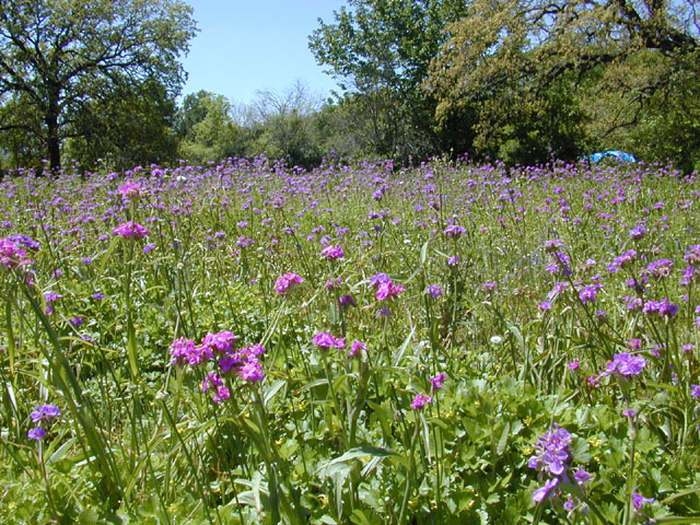 Tradescantia gigantea (Giant spiderwort) #13051