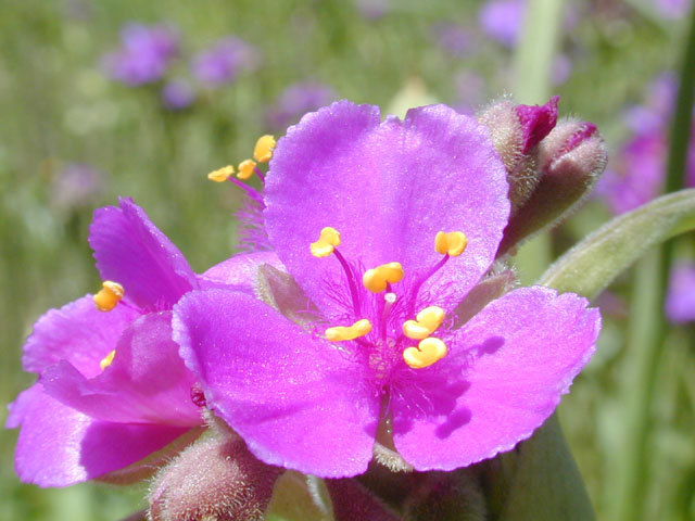 Tradescantia gigantea (Giant spiderwort) #13052