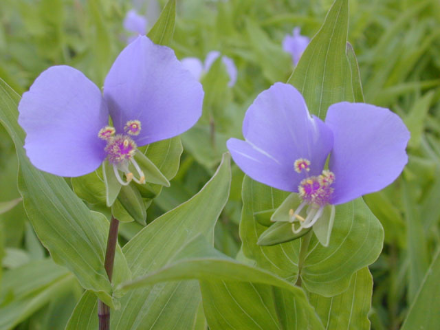 Tinantia anomala (False dayflower) #13088