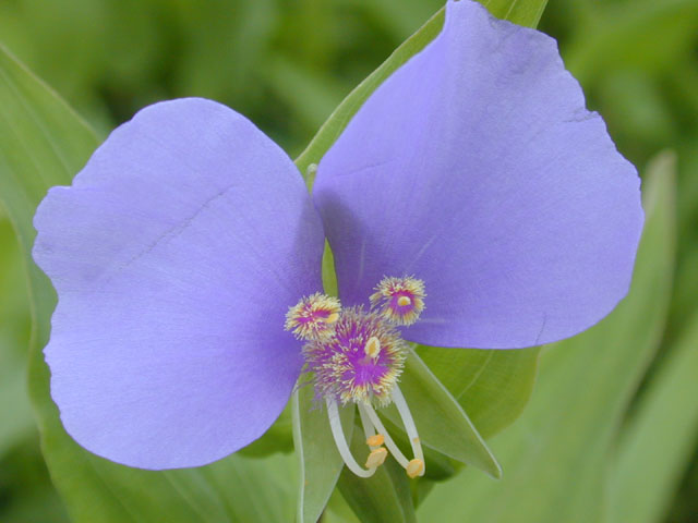 Tinantia anomala (False dayflower) #13089