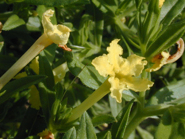 Lithospermum incisum (Fringed puccoon) #13094