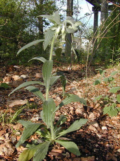 Onosmodium bejariense var. bejariense (Soft-hair marbleseed) #13130