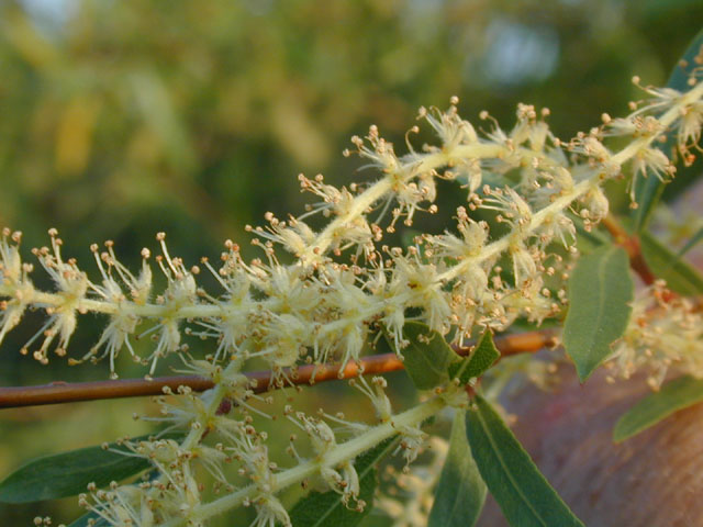 Salix nigra (Black willow) #13166