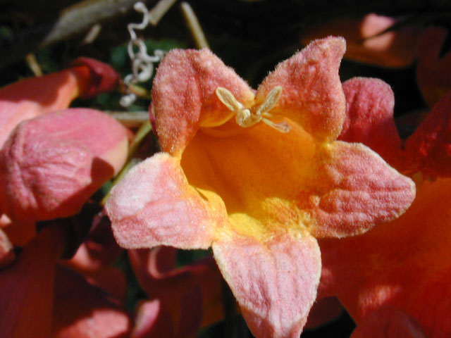 Bignonia capreolata (Crossvine) #13190