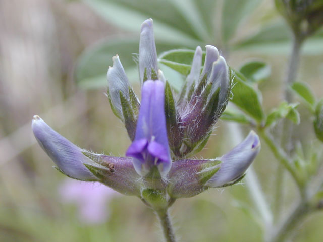 Pediomelum latestipulatum var. latestipulatum (Texas plains indian breadroot) #13222