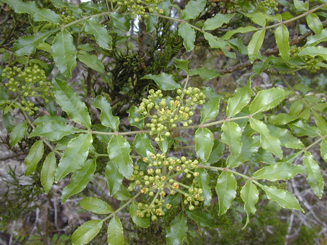 Zanthoxylum clava-herculis (Hercules club) #13244