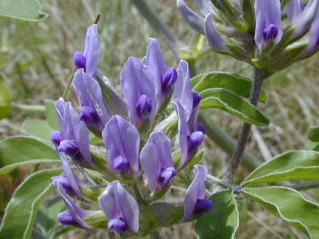 Pediomelum latestipulatum var. appressum (Texas plains indian breadroot) #13253