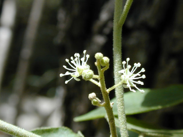 Croton fruticulosus (Bush croton) #13262