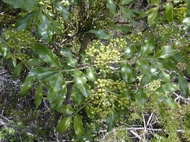 Zanthoxylum clava-herculis (Hercules club) #13263