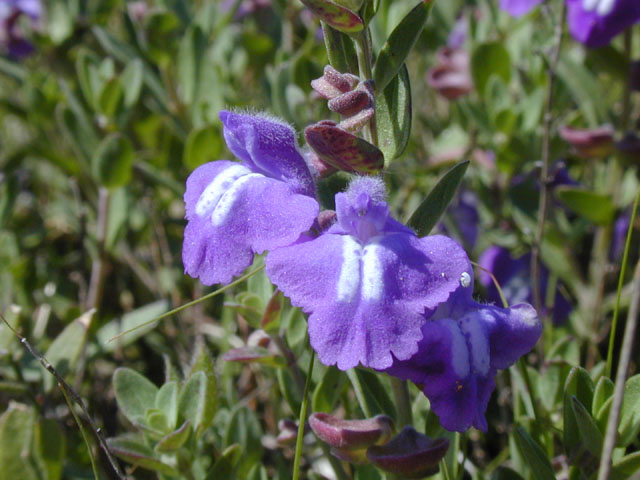 Scutellaria wrightii (Wright's skullcap) #13284