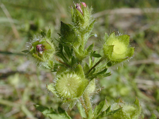 Modiola caroliniana (Carolina bristlemallow) #13312