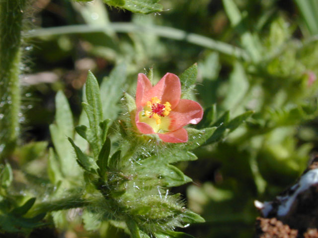 Modiola caroliniana (Carolina bristlemallow) #13313