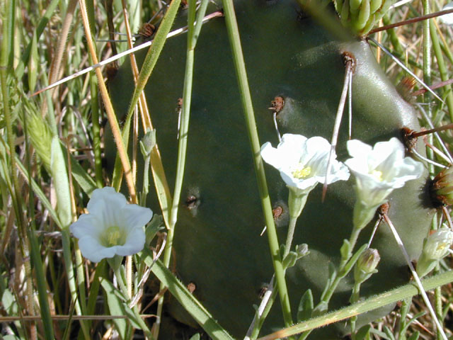 Bouchetia erecta (Erect bouchetia) #13336