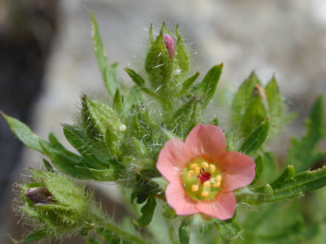 Modiola caroliniana (Carolina bristlemallow) #13337