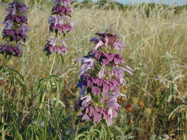 Monarda citriodora (Lemon beebalm) #13346