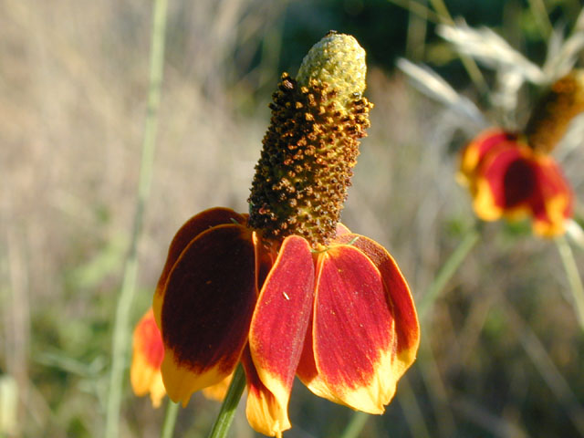 Ratibida columnifera (Mexican hat) #13349