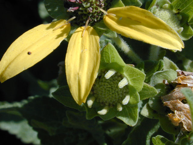 Berlandiera betonicifolia (Texas greeneyes) #13376