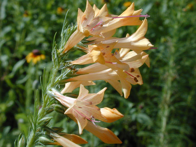 Ipomopsis rubra (Standing cypress) #13378