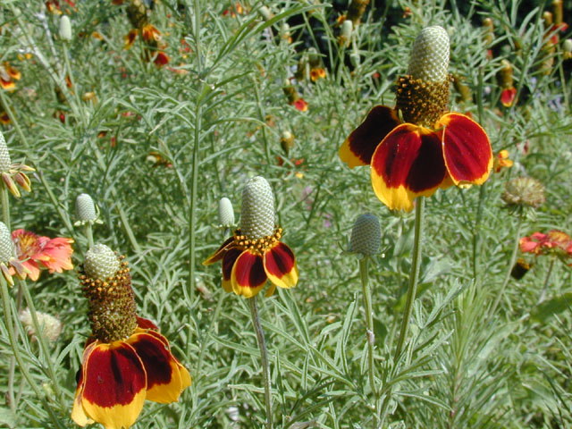 Ratibida columnifera (Mexican hat) #13397