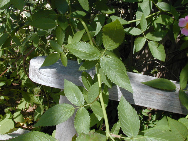 Rosa setigera (Climbing prairie rose) #13427