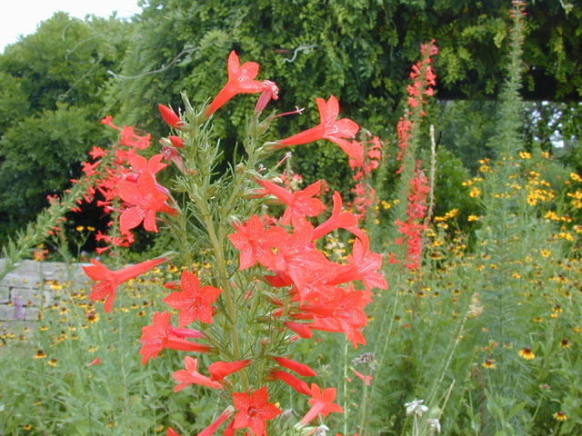 Ipomopsis rubra (Standing cypress) #13444