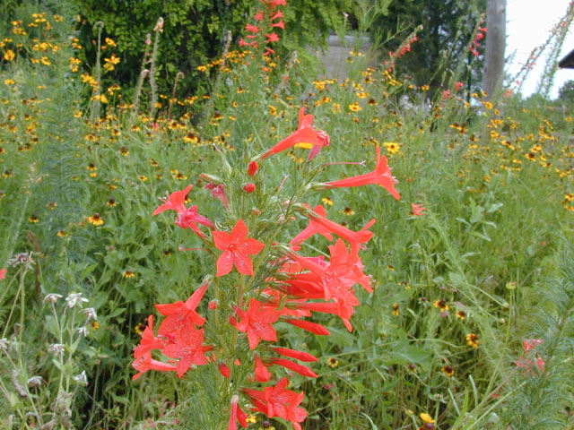 Ipomopsis rubra (Standing cypress) #13445