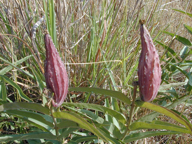 Asclepias asperula ssp. capricornu (Antelope-horns) #13452