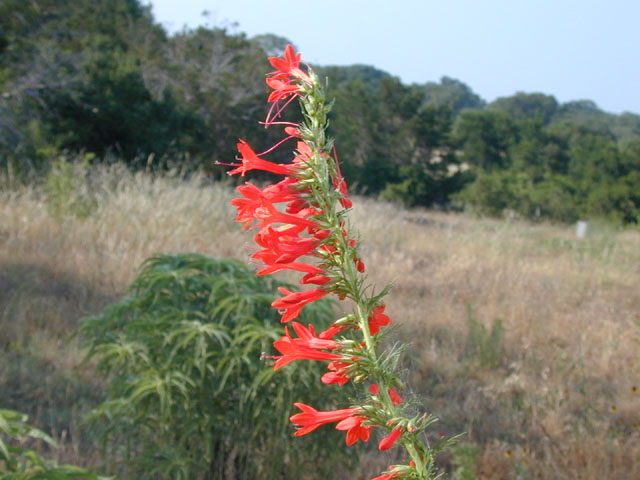 Ipomopsis rubra (Standing cypress) #13487