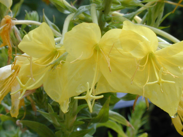 Oenothera rhombipetala (Fourpoint evening-primrose) #13506