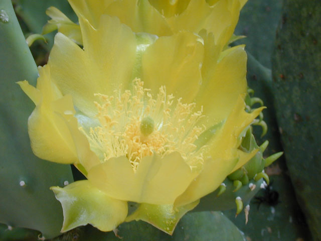 Opuntia ellisiana (Spineless prickly pear) #13522