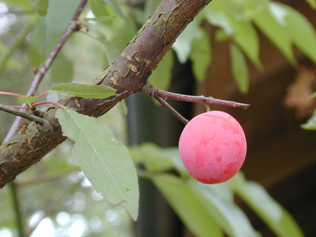 Prunus rivularis (River plum) #13527