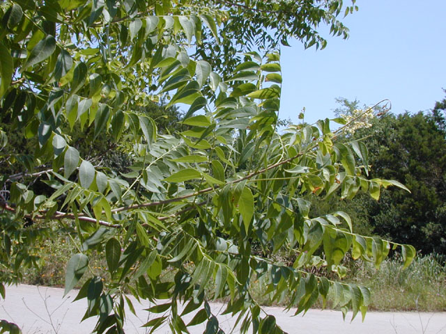 Sapindus saponaria var. drummondii (Western soapberry) #13533