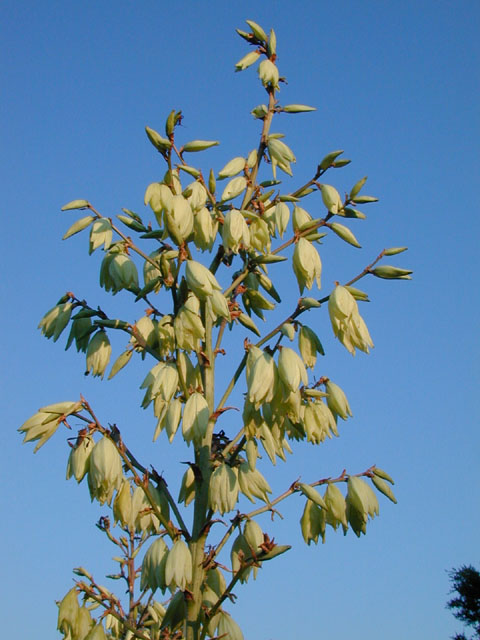 Yucca constricta (Buckley yucca) #13537