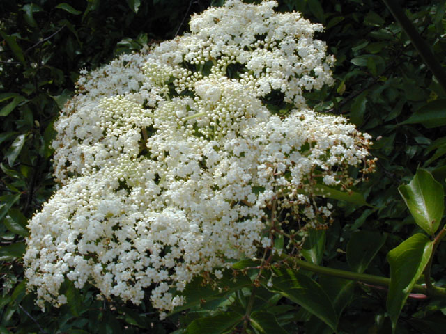 Sambucus nigra ssp. canadensis (Common elderberry) #13592