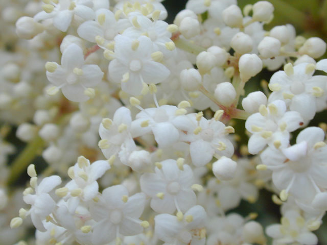 Sambucus nigra ssp. canadensis (Common elderberry) #13598