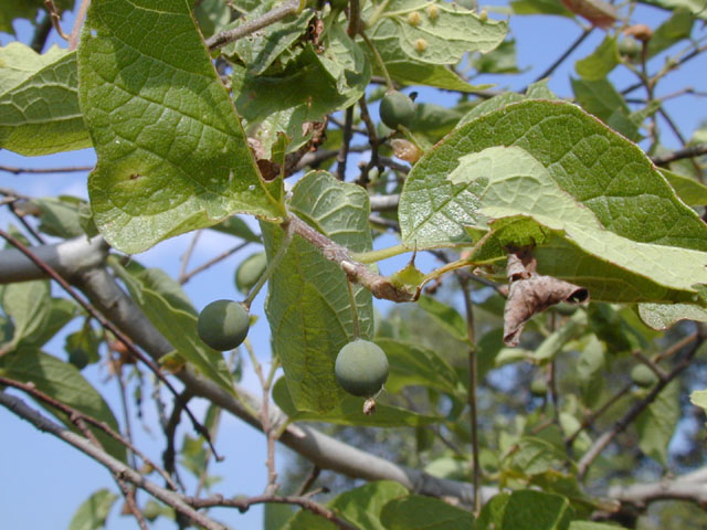 Celtis laevigata var. reticulata (Netleaf hackberry) #13612